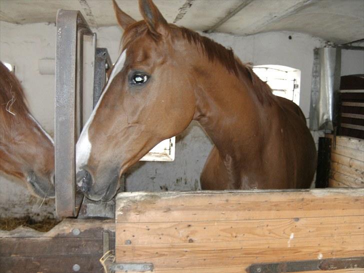 Dansk Varmblod  Lapaloma (solgt) billede 5