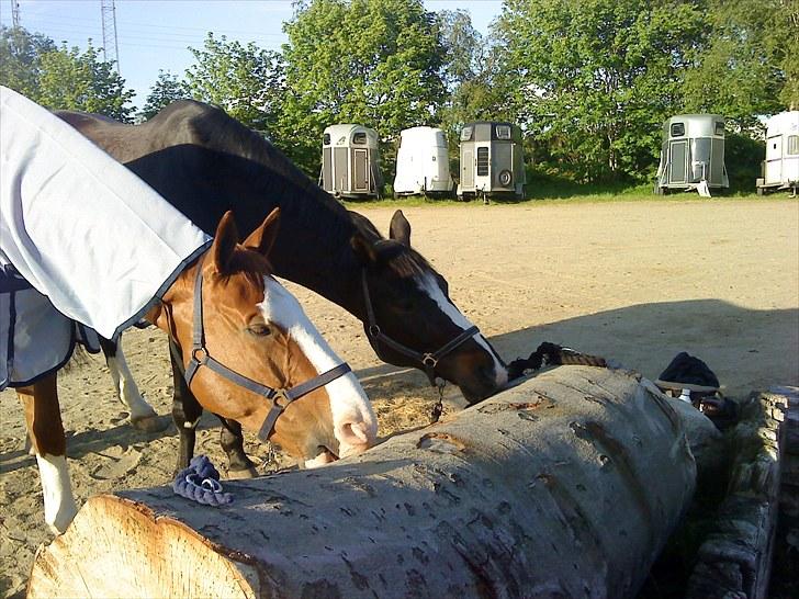 Dansk Varmblod Alingus - Mmmm... billede 5