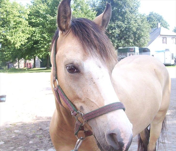 Welsh Partbred (Sec F) tivall <3 *gl. part* - valle bliver striglet udenfor ;D - foto mig billede 2