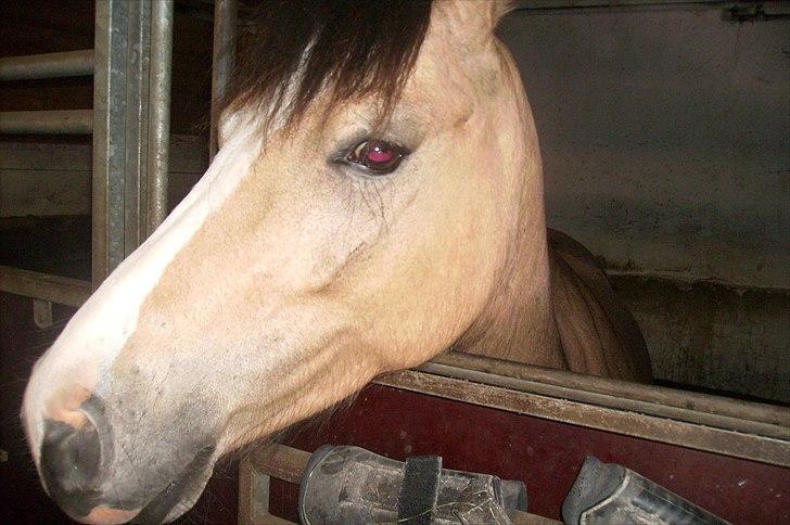 Welsh Partbred (Sec F) tivall <3 *gl. part* - vallen i han boks - foto johanna billede 3