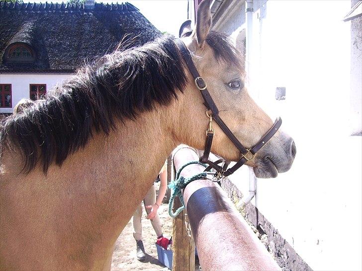 Welsh Partbred (Sec F) tivall <3 *gl. part* - valler bliver striglet udenfor -foto-mig  billede 4