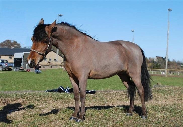 Amerikansk Miniature Kawo's Top Buck Cadeau - avlsmål - "en miniature skal ligne en stor hest i miniformat" tja, jeg synes det er meget godt gået (-: Foto: Team Topper billede 20