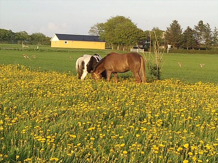 Anden særlig race ascana - dejlig gul græsmark billede 11