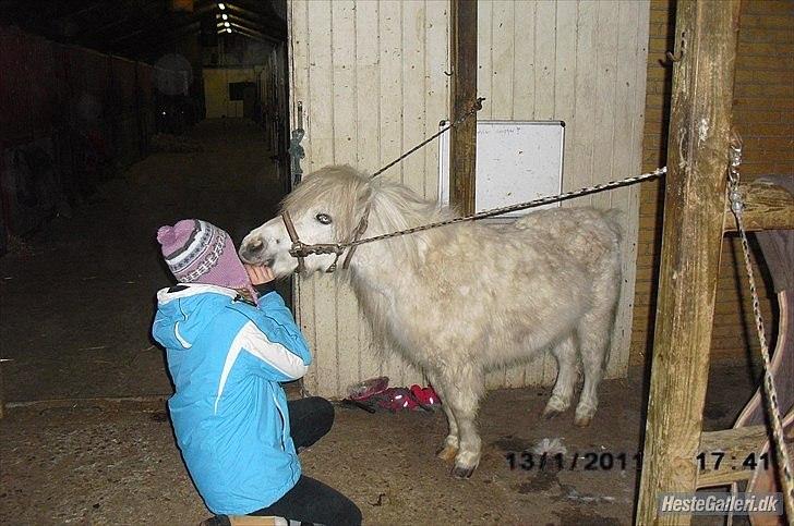 Shetlænder Snehvide R.I.P - Foto: Katrine Karlqvist - det er bedst når vi er 2 i: billede 3