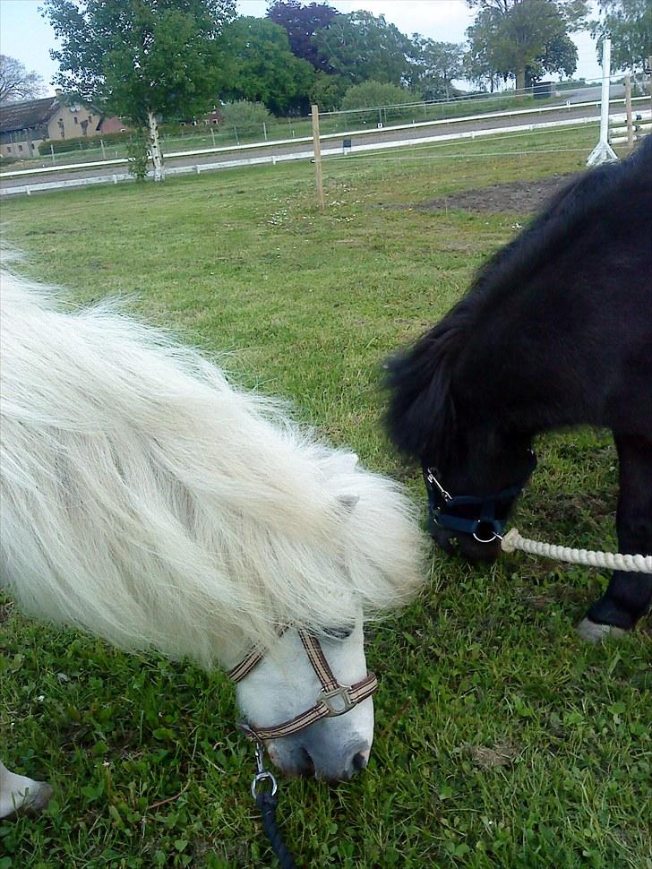 Shetlænder Snehvide R.I.P - Foto: Signe Johansen  billede 5