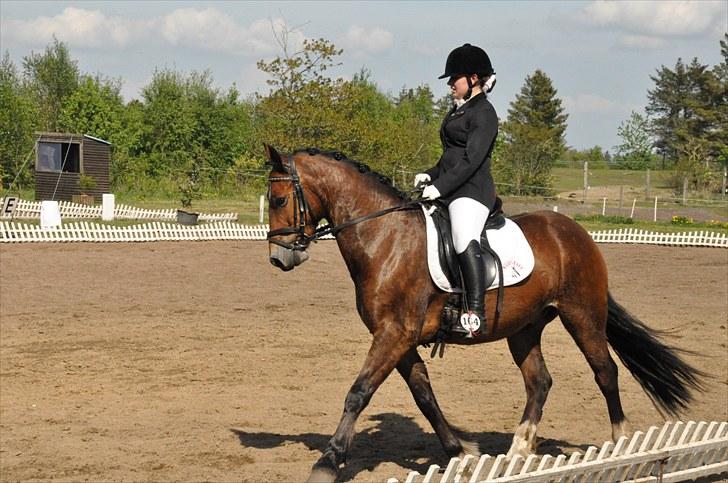 Welsh Cob (sec D) Thornvig Welsh Sensation - Til stævne i Søndertoft, hans første udendørs + udenbys! 3. plads :D billede 12