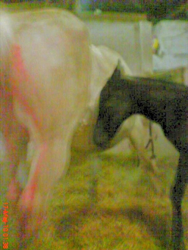 Appaloosa Wakiza Cloud - Pyha...dejligt at blive født men lidt koldt.Her er han ca. en time gammel.Han er født kl. 00:45 d. 17 maj. billede 2