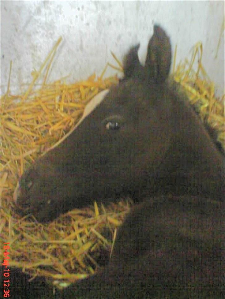 Appaloosa Wakiza Cloud - Jeg behøver ikke rejse mig vel? billede 4