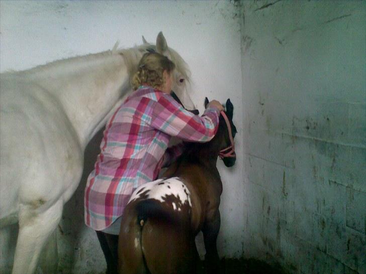Appaloosa Wakiza Cloud - På med grimen...igen! Mærkelig leg men min mor siger det er ok. billede 5