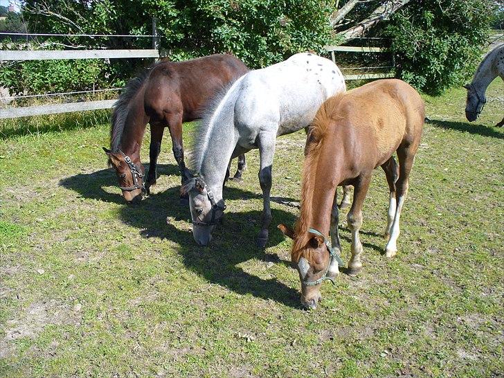 Appaloosa Wakiza Cloud - Wakizas best friends...men alllermest ham den røde : ) billede 7