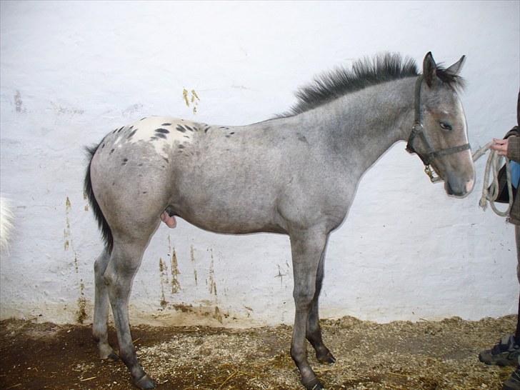 Appaloosa Wakiza Cloud - sys faktisk det er så hyggeligt at det kunne være rart med en lur billede 8