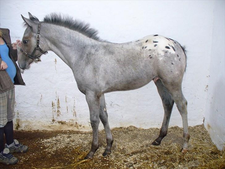 Appaloosa Wakiza Cloud - han vokser godt til. billede 9