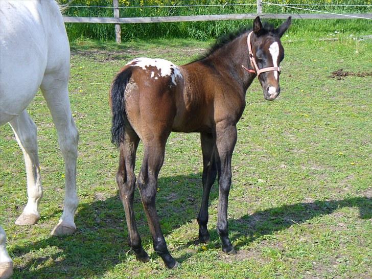 Appaloosa Wakiza Cloud billede 10