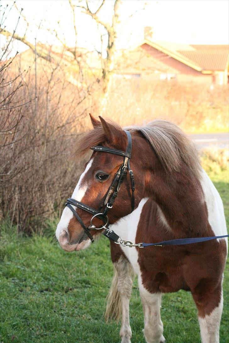 DSP Poseidon billede 18