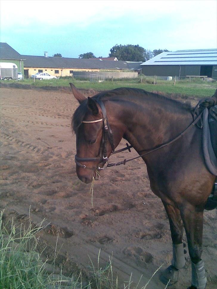 Anden særlig race Kroghgårds Luna billede 8
