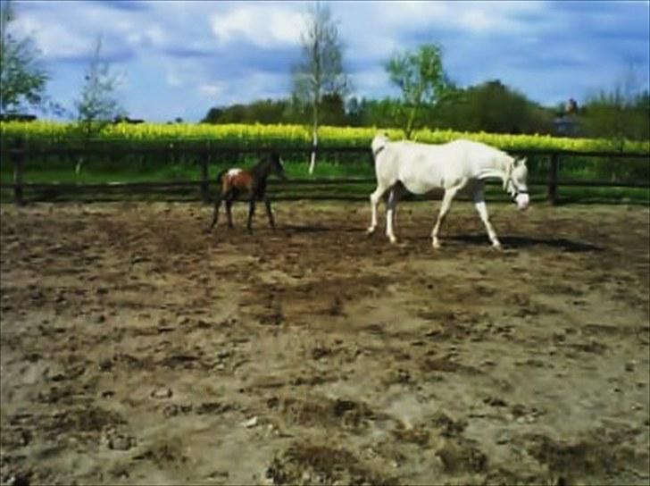 Appaloosa Tify Cloud - En trolig rolig første gåtur med Wakiza..hun ville Så gerne bare løbe rundt men venter og husker at få ham med billede 10