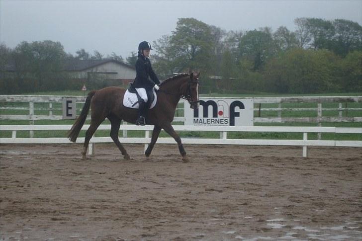 New Forest sasha - <3 billede 13