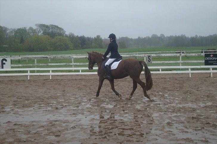 New Forest sasha - selvom det var dårligt vejr, så elsker jeg dig STADIG !  billede 14