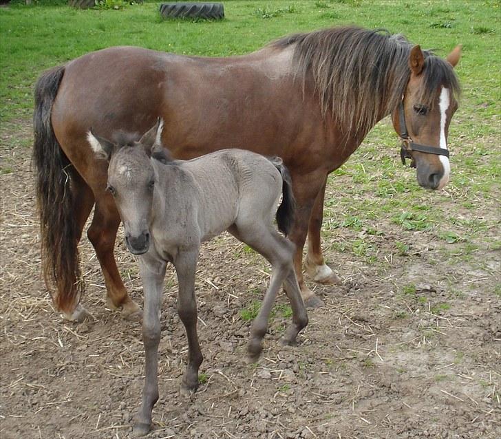 Anden særlig race Bøgelund´s Spirit  - He jeg hedder Spirit. Og velkommen til min profil.. Her bag mig ser i min stolte mor Dyna :o) billede 7