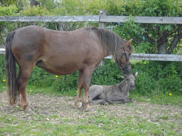 Anden særlig race Bøgelund´s Spirit  - Arh rart rart rart... billede 8