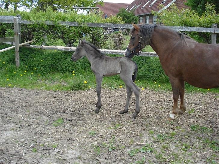 Anden særlig race Bøgelund´s Spirit  - Ja min mor passer godt på mig.. billede 9