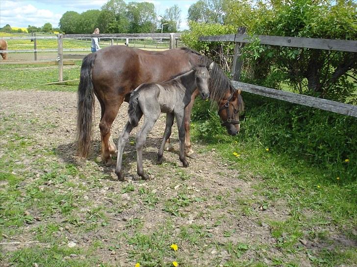 Anden særlig race Bøgelund´s Spirit  billede 10