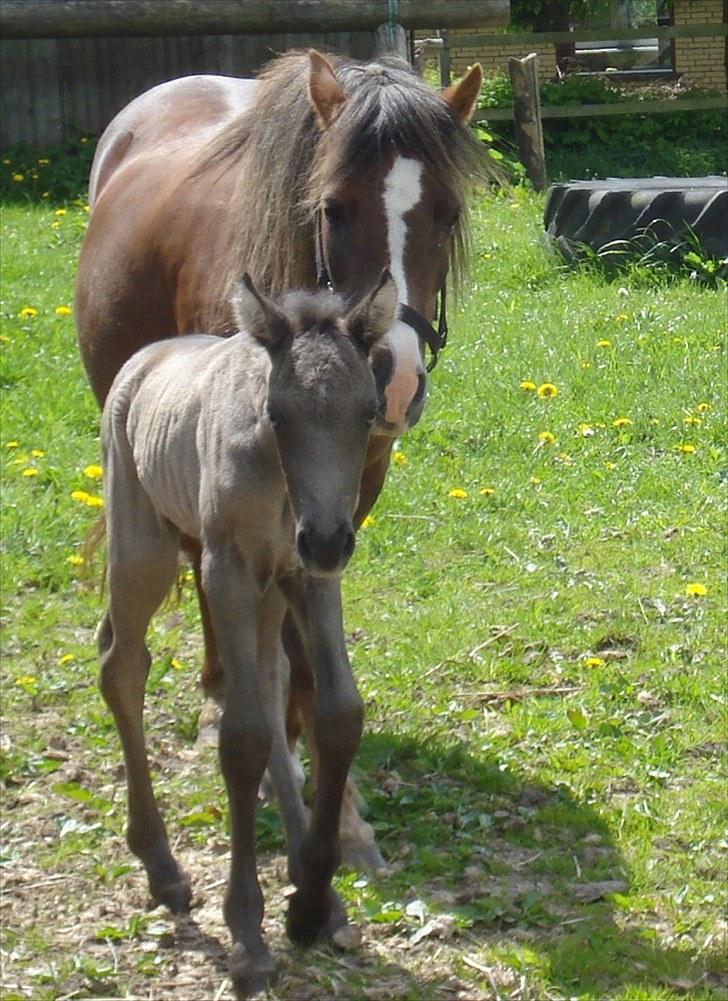 Anden særlig race Bøgelund´s Spirit  billede 11