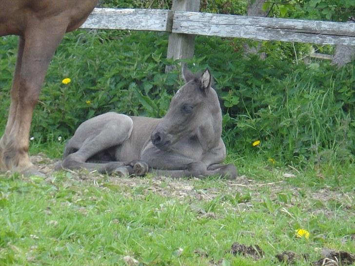 Anden særlig race Bøgelund´s Spirit  - rart med et hvil.. billede 12