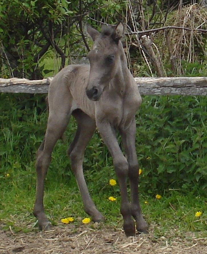 Anden særlig race Bøgelund´s Spirit  - 1. dag på fold.. Uha der er mange ting og lyde det skal undersøges.. hi hi.. billede 13