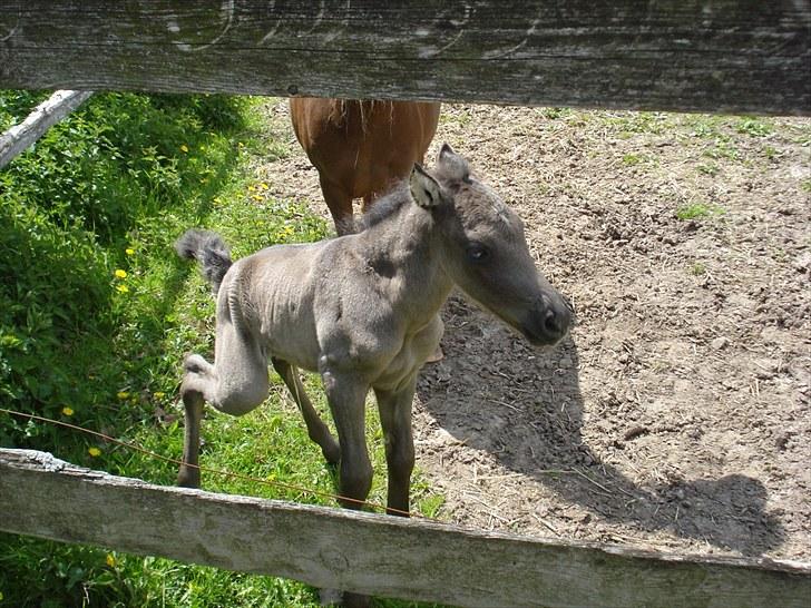 Anden særlig race Bøgelund´s Spirit  - Uha.. bare jeg nu ikke tisser på mine ben adr adr... billede 14