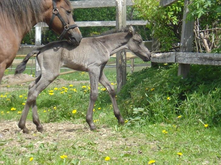 Anden særlig race Bøgelund´s Spirit  - Smukke Spipit. billede 15