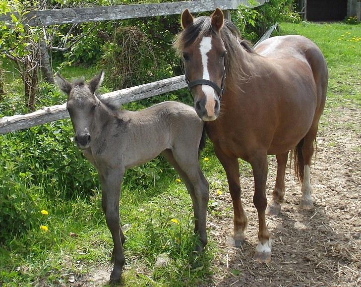 Anden særlig race Bøgelund´s Spirit  billede 16