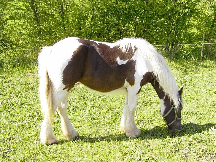 Irish Cob Kira billede 6
