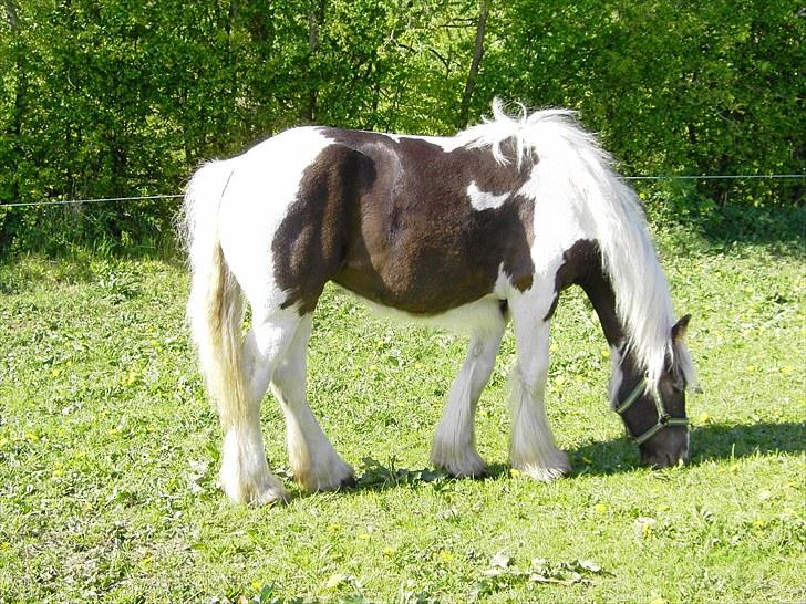 Irish Cob Kira billede 7