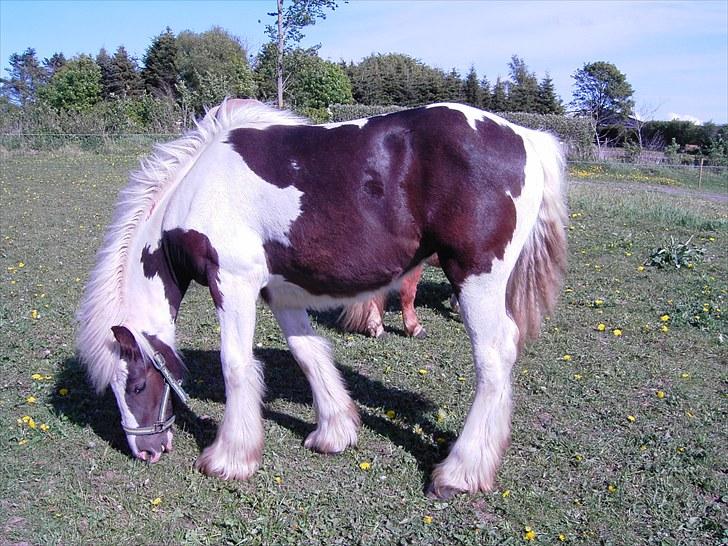 Irish Cob Kira billede 8