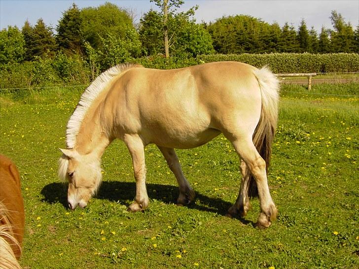 Fjordhest Julie Glarmosen billede 8