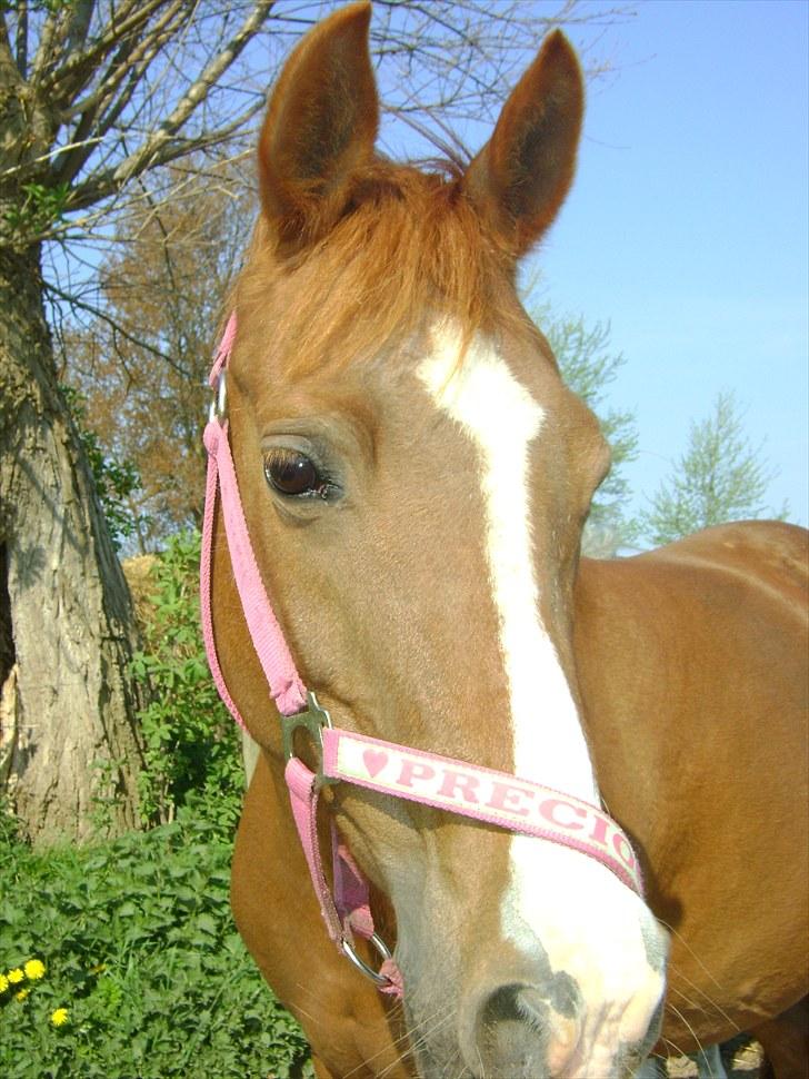 Anden særlig race Bella - Min smukke pony <3 billede 16