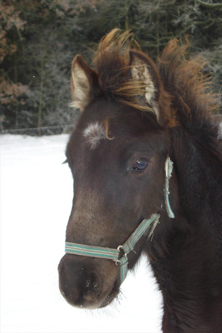 Anden særlig race Bøgelund´s Spirit  - Spiritten 6 mdr billede 3