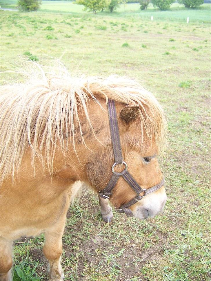 Shetlænder Brutalis *solgt* billede 13
