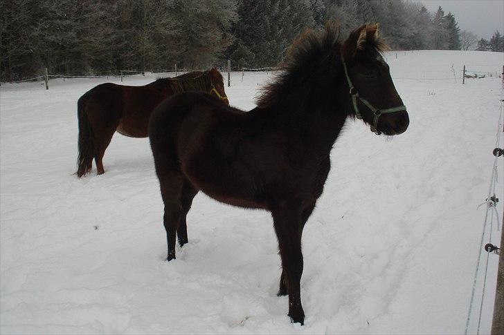 Anden særlig race Bøgelund´s Spirit  - Spiritten 6 mdr i sneen.. billede 4