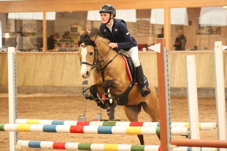Welsh Pony (sec B) Blanka Graadahl. billede 8