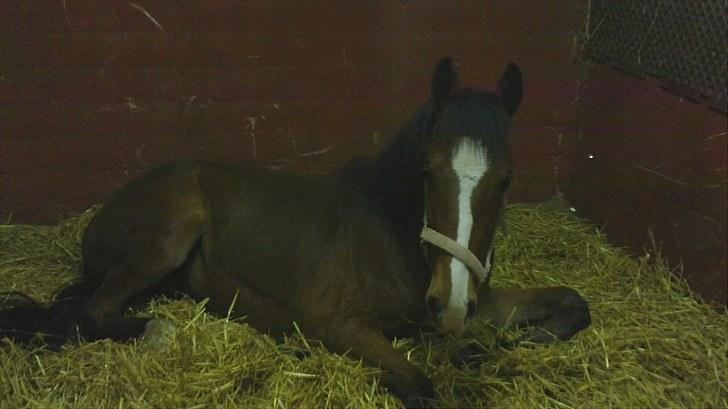 Anden særlig race Mikado billede 14