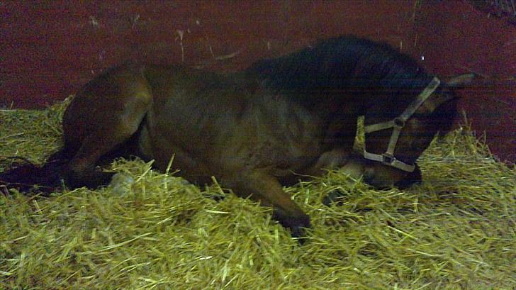 Anden særlig race Mikado billede 15