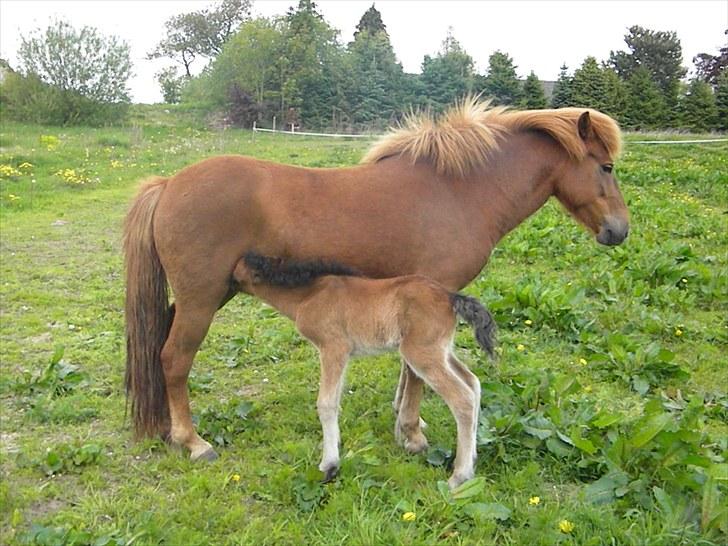 Islænder Stjarna frá Gili billede 2