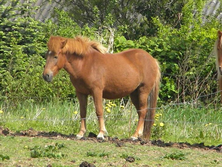 Islænder Stjarna frá Gili - Stjarna  billede 3