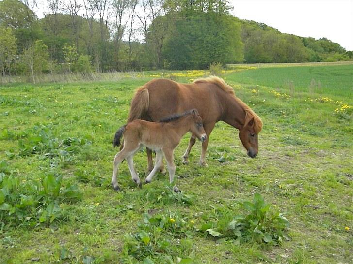 Islænder Stjarna frá Gili billede 4