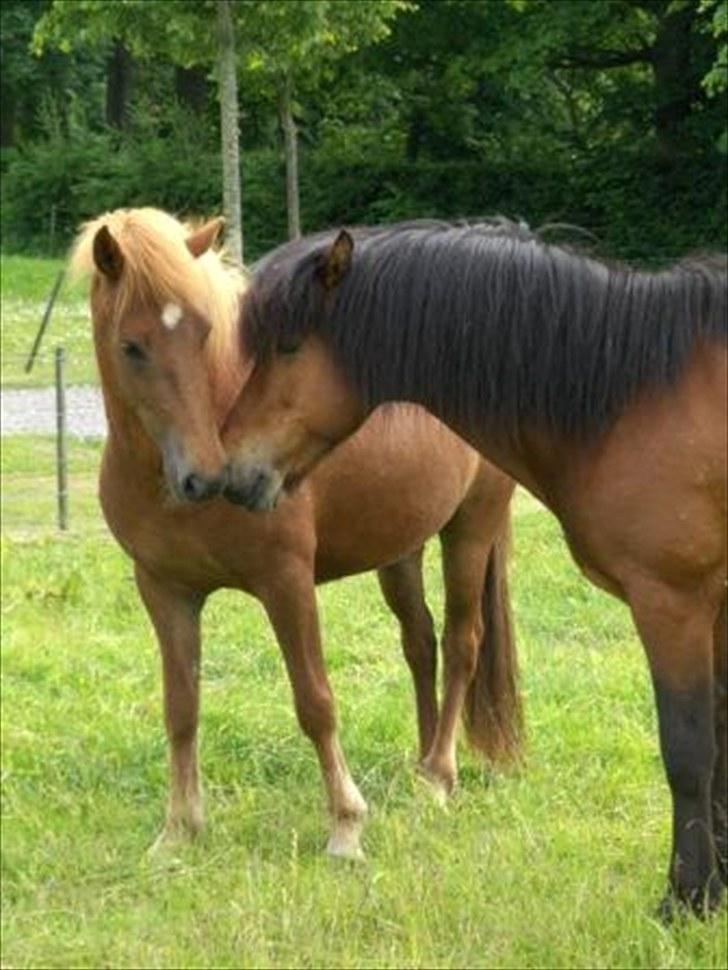 Islænder Stjarna frá Gili - Stjarna og hingsten Djass sommeren 2009 billede 5