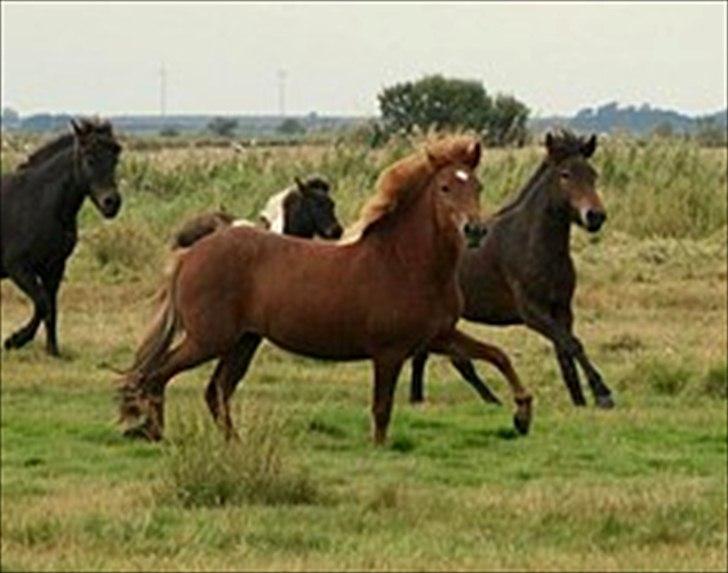 Islænder Stjarna frá Gili - Stjarna på fold hos hingsten Djass sommeren 2009 billede 6