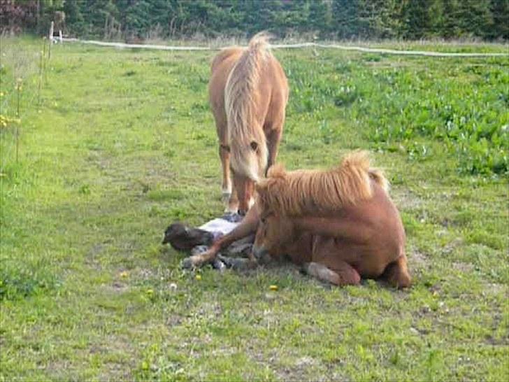 Islænder Stjarna frá Gili - Stjarna igang med at fole d.26 Maj 2010 kl 08:55 fik en smuk hingst ved navn Prímus billede 7