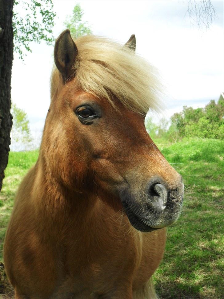 Shetlænder Flyon - Velkommen til Flyon´s profil:) smid en komentar&bedømmelse så blir vi glade. billede 1